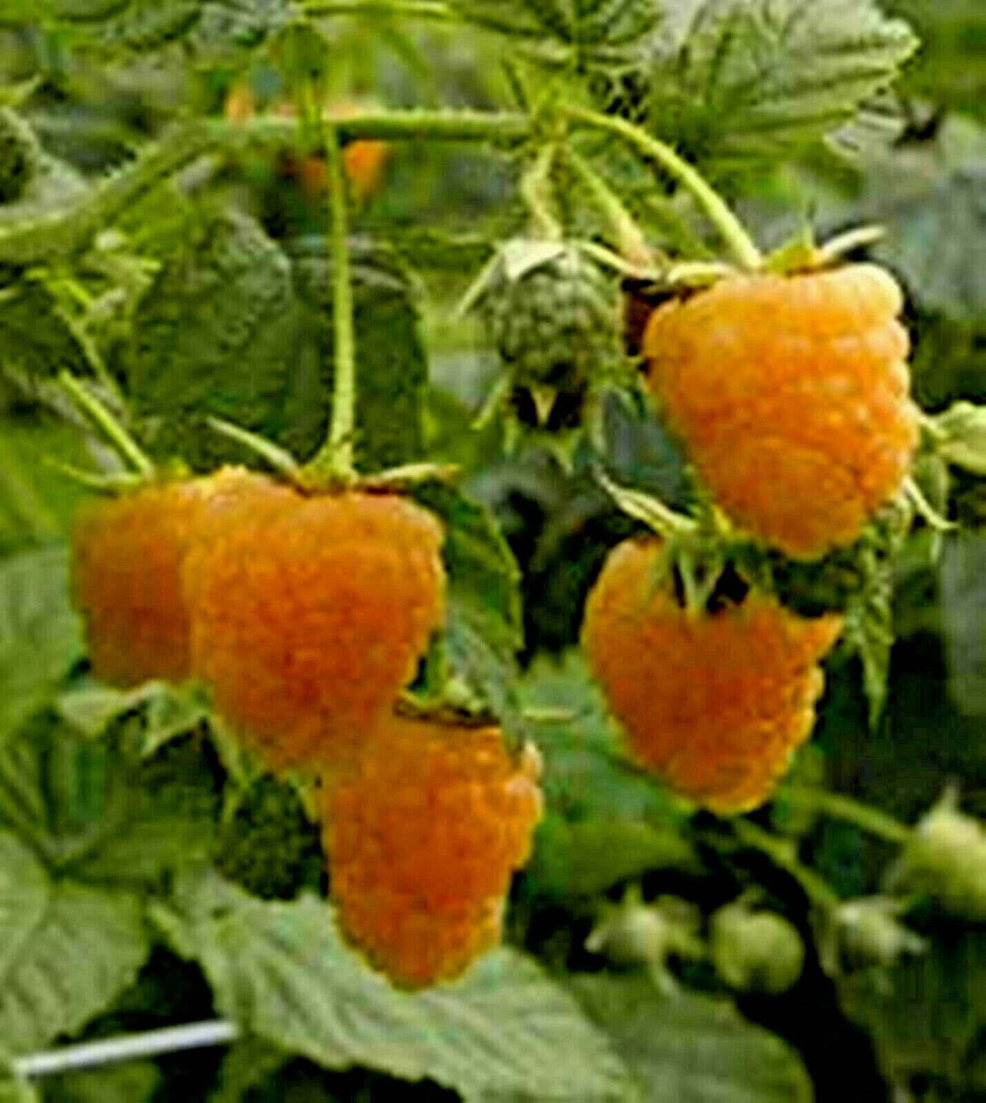 British Columbia Fall Gold Raspberry -20 Seeds- Golden & Rich Sweet Raspberries